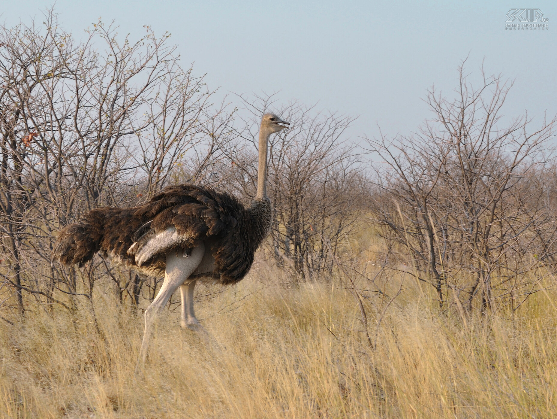 Etosha - Struisvogel  Stefan Cruysberghs